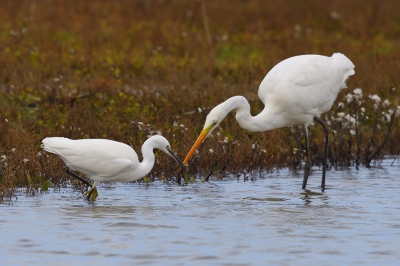 <i class='fa fa-user'></i>&nbsp;Johan G&nbsp;|   Grote Zilverreiger&nbsp; <i class='fa fa-eye'>&nbsp;507</i> &nbsp;<i class='fa fa-thumbs-up'>&nbsp;3</i> &nbsp; <i class='fa fa-comment-o'>&nbsp;6</i>