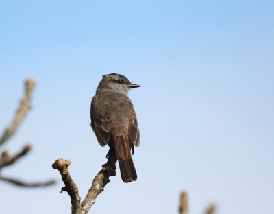 <i class='fa fa-user'></i>&nbsp;Theo Hendriks&nbsp;|   Zwarte Piewie&nbsp; <i class='fa fa-eye'>&nbsp;231</i> &nbsp; <i class='fa fa-comment-o'>&nbsp;0</i>