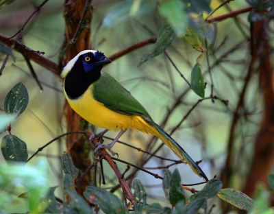 <i class='fa fa-user'></i>&nbsp;Theo Hendriks&nbsp;|   Incagaai&nbsp; <i class='fa fa-eye'>&nbsp;310</i> &nbsp;<i class='fa fa-thumbs-up'>&nbsp;3</i> &nbsp; <i class='fa fa-comment-o'>&nbsp;6</i>