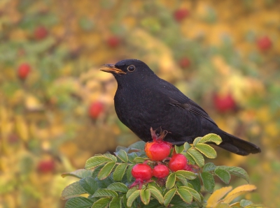 <i class='fa fa-user'></i>&nbsp;keesvanderklauw&nbsp;|   Merel&nbsp; <i class='fa fa-eye'>&nbsp;333</i> &nbsp;<i class='fa fa-thumbs-up'>&nbsp;1</i> &nbsp; <i class='fa fa-comment-o'>&nbsp;12</i>