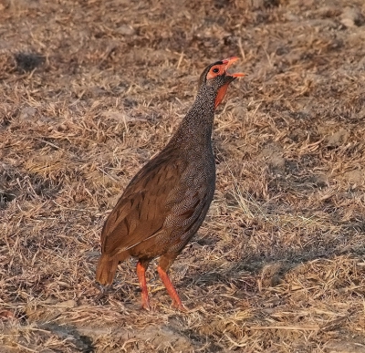 <i class='fa fa-user'></i>&nbsp;guido mwm&nbsp;|   Roodkeelfrankolijn&nbsp; <i class='fa fa-eye'>&nbsp;303</i> &nbsp; <i class='fa fa-comment-o'>&nbsp;14</i>