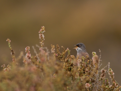 <i class='fa fa-user'></i>&nbsp;JHR&nbsp;|   Brilgrasmus&nbsp; <i class='fa fa-eye'>&nbsp;386</i> &nbsp;<i class='fa fa-thumbs-up'>&nbsp;1</i> &nbsp; <i class='fa fa-comment-o'>&nbsp;4</i>