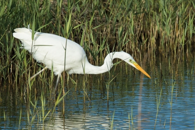 Hoewel je dat niet zozeer zou zeggen is dit een heel simpel slootje langs de weg. Na even geduld vanuit de auto ging de reiger omzichtig door met foerageren. Blauw, groen en wit leveren een mooie heldere plaat op vond ik.