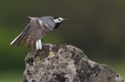 <i class='fa fa-user'></i>&nbsp;natura-pulchra&nbsp;|   Witte Kwikstaart&nbsp; <i class='fa fa-eye'>&nbsp;348</i> &nbsp; <i class='fa fa-comment-o'>&nbsp;4</i>