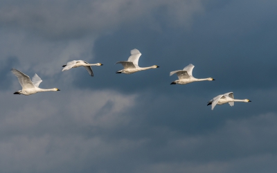 <i class='fa fa-user'></i>&nbsp;jwchess&nbsp;|   Kleine Zwaan&nbsp; <i class='fa fa-eye'>&nbsp;484</i> &nbsp;<i class='fa fa-thumbs-up'>&nbsp;5</i> &nbsp; <i class='fa fa-comment-o'>&nbsp;13</i>