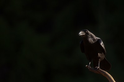 <i class='fa fa-user'></i>&nbsp;Alex Roetemeijer&nbsp;|   Raaf&nbsp; <i class='fa fa-eye'>&nbsp;344</i> &nbsp;<i class='fa fa-thumbs-up'>&nbsp;1</i> &nbsp; <i class='fa fa-comment-o'>&nbsp;4</i>