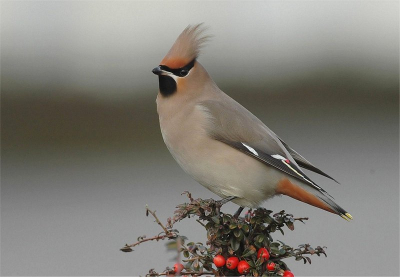 d70 500mm f8 1/160  ik wou deze toch nog even plaatsen,daar pluus me net voor was met een soortgelijke foto.alleen deze zonder besje.