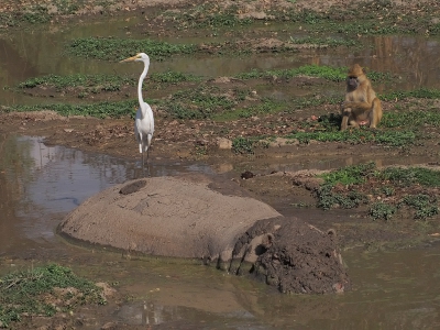 <i class='fa fa-user'></i>&nbsp;guido mwm&nbsp;|   Grote Zilverreiger&nbsp; <i class='fa fa-eye'>&nbsp;463</i> &nbsp;<i class='fa fa-thumbs-up'>&nbsp;4</i> &nbsp; <i class='fa fa-comment-o'>&nbsp;26</i>