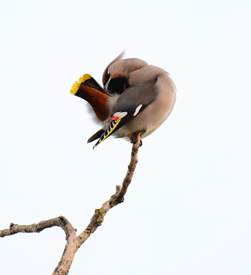 Er zijn weer hel wat foto's van Pestvogels gemaakt en ze blijven een feest om te fotograferen. op 7 november zaten er 13 in een nieuwbouwwijk hier in Brielle die vanuit de top van een kale boom af en aan vlogen naar een boompje met kleine gele wilde appeltjes.
In die kale top werd ook het verenpak gepoetst en dat is het moment van de foto, weer eens heel wat anders dan de prachtige portretjes die je meestal ziet.