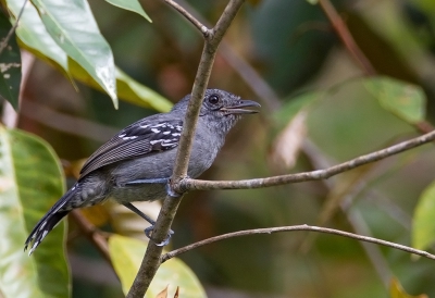 <i class='fa fa-user'></i>&nbsp;charlysax&nbsp;|   Grijskapmierklauwier&nbsp; <i class='fa fa-eye'>&nbsp;187</i> &nbsp; <i class='fa fa-comment-o'>&nbsp;2</i>