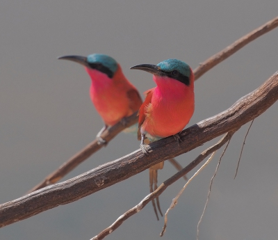 <i class='fa fa-user'></i>&nbsp;guido mwm&nbsp;|   Zuidelijke Karmijnrode Bijeneter&nbsp; <i class='fa fa-eye'>&nbsp;458</i> &nbsp;<i class='fa fa-thumbs-up'>&nbsp;10</i> &nbsp; <i class='fa fa-comment-o'>&nbsp;31</i>