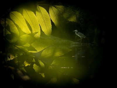 De laatste tijd ben ik weer bezig met dubbelopnames in de camera. Een lastig werkje; vooral met vogels. Mijn hondje lag rustig in het gras te wachten tot ik uitgespeeld was. Want dat is het nog steeds voor mij: spelen.