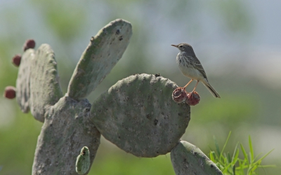 <i class='fa fa-user'></i>&nbsp;nelappelmelk&nbsp;|   Berthelots Pieper&nbsp; <i class='fa fa-eye'>&nbsp;402</i> &nbsp;<i class='fa fa-thumbs-up'>&nbsp;3</i> &nbsp; <i class='fa fa-comment-o'>&nbsp;7</i>