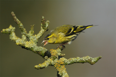 Na al die pestvogels, in mijn achtertuin nu maar een eenvoudigere vogel. Het dreigen naar een soortgenoot vond ik wel tof.