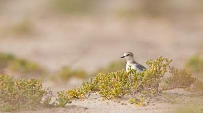 <i class='fa fa-user'></i>&nbsp;Bouke Atema&nbsp;|   Strandplevier&nbsp; <i class='fa fa-eye'>&nbsp;352</i> &nbsp;<i class='fa fa-thumbs-up'>&nbsp;5</i> &nbsp; <i class='fa fa-comment-o'>&nbsp;12</i>