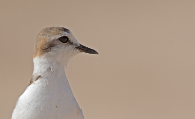 <i class='fa fa-user'></i>&nbsp;Bouke Atema&nbsp;|   Strandplevier&nbsp; <i class='fa fa-eye'>&nbsp;248</i> &nbsp; <i class='fa fa-comment-o'>&nbsp;1</i>