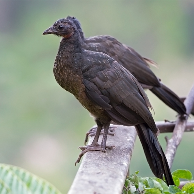 <i class='fa fa-user'></i>&nbsp;charlysax&nbsp;|   Grijspootsjakohoen&nbsp; <i class='fa fa-eye'>&nbsp;235</i> &nbsp; <i class='fa fa-comment-o'>&nbsp;2</i>