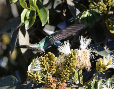 <i class='fa fa-user'></i>&nbsp;Theo Hendriks&nbsp;|   Kleine Violetoorkolibrie&nbsp; <i class='fa fa-eye'>&nbsp;242</i> &nbsp; <i class='fa fa-comment-o'>&nbsp;3</i>