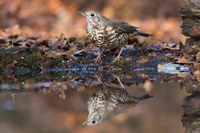 Vanuit hut 7 van Han Bouwmeester zag ik deze Grote Lijster. De reflectie in het water geeft, vind ik tenminste, een extraatje aan deze foto.