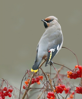 Bij somber weer deze foto kunnen maken. Viel niet mee de vogel vrij op de plaat te krijgen.