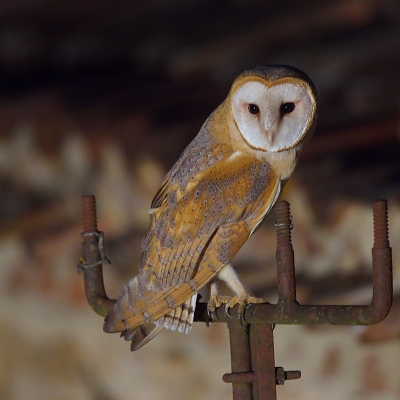 <i class='fa fa-user'></i>&nbsp;Boudewijn Schreiner&nbsp;|   Kerkuil&nbsp; <i class='fa fa-eye'>&nbsp;823</i> &nbsp;<i class='fa fa-thumbs-up'>&nbsp;17</i> &nbsp; <i class='fa fa-comment-o'>&nbsp;25</i>