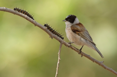 <i class='fa fa-user'></i>&nbsp;david&nbsp;|   Witkruinbuidelmees&nbsp; <i class='fa fa-eye'>&nbsp;361</i> &nbsp;<i class='fa fa-thumbs-up'>&nbsp;5</i> &nbsp; <i class='fa fa-comment-o'>&nbsp;11</i>