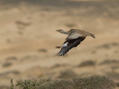 <i class='fa fa-user'></i>&nbsp;JHR&nbsp;|   Westelijke Kraagtrap&nbsp; <i class='fa fa-eye'>&nbsp;416</i> &nbsp; <i class='fa fa-comment-o'>&nbsp;4</i>