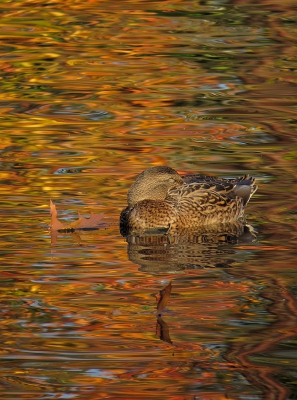 <i class='fa fa-user'></i>&nbsp;sieb&nbsp;|   Wilde Eend&nbsp; <i class='fa fa-eye'>&nbsp;656</i> &nbsp;<i class='fa fa-thumbs-up'>&nbsp;15</i> &nbsp; <i class='fa fa-comment-o'>&nbsp;16</i>