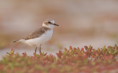 <i class='fa fa-user'></i>&nbsp;Bouke Atema&nbsp;|   Strandplevier&nbsp; <i class='fa fa-eye'>&nbsp;290</i> &nbsp;<i class='fa fa-thumbs-up'>&nbsp;2</i> &nbsp; <i class='fa fa-comment-o'>&nbsp;3</i>