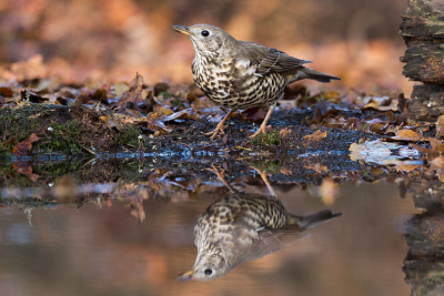 Deze Grote Lijster liet zich zien toen ik in hut 7 van Han Bouwmeester zat. Hoewel het knap koud was, scheen het zonnetje regelmatig. Hier kijkt de vogel om zich heen of de kust veilig is. Ik hoopte op een badderpartij, maar het bleef bij een slokje water. De reflectie en de herfstkleur van de achtergrond maakt het tot een mooie foto.