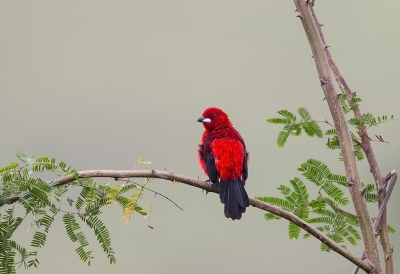 <i class='fa fa-user'></i>&nbsp;charlysax&nbsp;|   Rode Tangare&nbsp; <i class='fa fa-eye'>&nbsp;269</i> &nbsp;<i class='fa fa-thumbs-up'>&nbsp;1</i> &nbsp; <i class='fa fa-comment-o'>&nbsp;5</i>