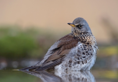 <i class='fa fa-user'></i>&nbsp;Henk Laverman&nbsp;|   Kramsvogel&nbsp; <i class='fa fa-eye'>&nbsp;545</i> &nbsp;<i class='fa fa-thumbs-up'>&nbsp;6</i> &nbsp; <i class='fa fa-comment-o'>&nbsp;19</i>