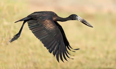 <i class='fa fa-user'></i>&nbsp;Wim Werrelman&nbsp;|   Afrikaanse Gaper&nbsp; <i class='fa fa-eye'>&nbsp;443</i> &nbsp;<i class='fa fa-thumbs-up'>&nbsp;4</i> &nbsp; <i class='fa fa-comment-o'>&nbsp;15</i>