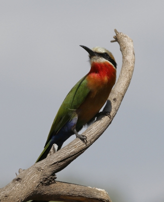 Deze bijeneter lijkt haast wel bewust te poseren.  Mooie vogels die bijeneters.