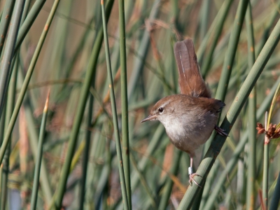 Cettis Zanger, meer fotos op https://vogelsportugal.nl/cettis-zanger/
Ik had vandaag een afspraak om de lokatie te bepalen voor een nieuwe vogelhut in het totaal beschermde deel van de Lagune van Santo Andr in de Alentejo regio van Portugal maar deze afspraak ging helaas op het laatste moment niet door. Dat wordt nu zaterdag. Maar van de nood een deugd gemaakt en ik wilde nog wat meer fotos van de Cettis Zanger hebben. Een lastige soort, je hoort ze hier heel veel maar zien is een totaal andere zaak. Maar vanwege mijn vele excursies wist ik wel waar ik ze kon verwachten dus daar de auto maar eens neergezet en na een half uur was het raak.