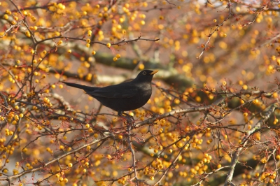 Daar sta je dan met de opdracht in gedachte. Te midden van al het herfstvoer voor de vogels. Besjes en nog eens besjes. Tja de pestvogel wil er niet landen. Maar gelukkig werkt de merel mee!