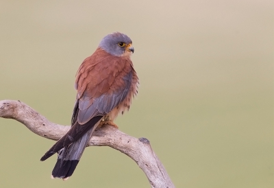 <i class='fa fa-user'></i>&nbsp;charlysax&nbsp;|   Kleine Torenvalk&nbsp; <i class='fa fa-eye'>&nbsp;551</i> &nbsp;<i class='fa fa-thumbs-up'>&nbsp;4</i> &nbsp; <i class='fa fa-comment-o'>&nbsp;12</i>