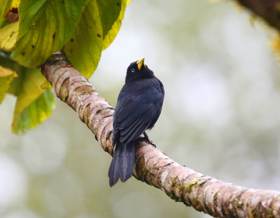 <i class='fa fa-user'></i>&nbsp;Theo Hendriks&nbsp;|   Geelsnaveltroepiaal&nbsp; <i class='fa fa-eye'>&nbsp;270</i> &nbsp;<i class='fa fa-thumbs-up'>&nbsp;2</i> &nbsp; <i class='fa fa-comment-o'>&nbsp;4</i>