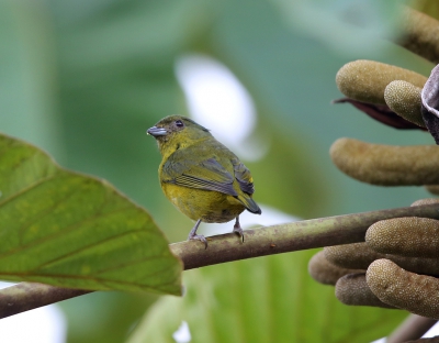<i class='fa fa-user'></i>&nbsp;Theo Hendriks&nbsp;|   Groenkaporganist&nbsp; <i class='fa fa-eye'>&nbsp;233</i> &nbsp; <i class='fa fa-comment-o'>&nbsp;1</i>