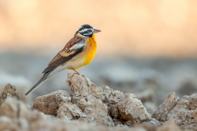 <i class='fa fa-user'></i>&nbsp;erik1966&nbsp;|   Acaciagors&nbsp; <i class='fa fa-eye'>&nbsp;567</i> &nbsp;<i class='fa fa-thumbs-up'>&nbsp;6</i> &nbsp; <i class='fa fa-comment-o'>&nbsp;6</i>