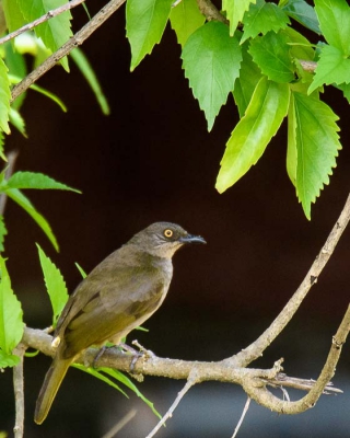 Op het eilandje Cubadak voor de kust van Padang, Sumatra

De laatste naam, waarna ik op zoek ben.
Ik had het idee dat het gele oog het wel eenvoudig zou maken om de soort te vinden, maar nee.
Misschien een Meina?

Nikon D500 + 300/4.0E + TC1.4x III
@ISO900, F5,6, 1/640