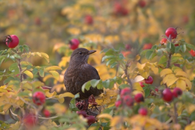 <i class='fa fa-user'></i>&nbsp;keesvanderklauw&nbsp;|   Merel&nbsp; <i class='fa fa-eye'>&nbsp;249</i> &nbsp;<i class='fa fa-thumbs-up'>&nbsp;11</i> &nbsp; <i class='fa fa-comment-o'>&nbsp;17</i>