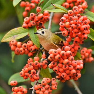 <i class='fa fa-user'></i>&nbsp;Mies&nbsp;|   Goudhaan&nbsp; <i class='fa fa-eye'>&nbsp;192</i> &nbsp;<i class='fa fa-thumbs-up'>&nbsp;8</i> &nbsp; <i class='fa fa-comment-o'>&nbsp;16</i>