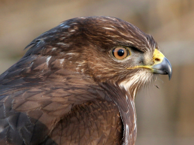 Deze landde vlak voor m,n neus. 2 foto's kunnen maken. Poten pasten er niet meer op met 300 mm+1.4tc. Gecropt tot portret