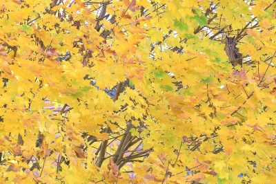 <i class='fa fa-user'></i>&nbsp;Lesley van Loo&nbsp;|   Ransuil&nbsp; <i class='fa fa-eye'>&nbsp;407</i> &nbsp;<i class='fa fa-thumbs-up'>&nbsp;17</i> &nbsp; <i class='fa fa-comment-o'>&nbsp;17</i>