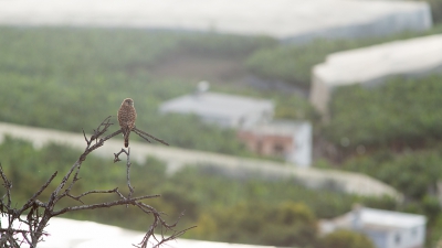 Net zoals ik thuis mijn project heb "vogels in mijn wijk" probeer ik dat in de vakantie ook. Vanaf het balkon en in de tuin en naaste omgeving heb ik de meeste opnames gemaakt. Hier het typerende landschap van La Palma op de achtergrond. Casita's te midden van de bananenplantages.