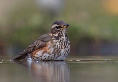 <i class='fa fa-user'></i>&nbsp;Henk Laverman&nbsp;|   Koperwiek&nbsp; <i class='fa fa-eye'>&nbsp;425</i> &nbsp;<i class='fa fa-thumbs-up'>&nbsp;1</i> &nbsp; <i class='fa fa-comment-o'>&nbsp;8</i>