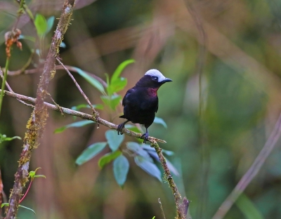 <i class='fa fa-user'></i>&nbsp;Theo Hendriks&nbsp;|   Witkaptangare&nbsp; <i class='fa fa-eye'>&nbsp;222</i> &nbsp; <i class='fa fa-comment-o'>&nbsp;2</i>