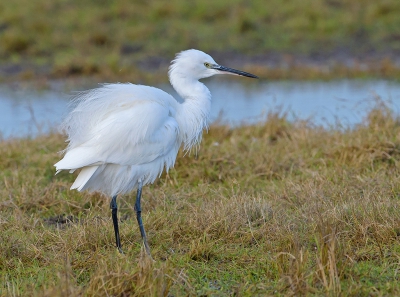 <i class='fa fa-user'></i>&nbsp;Jakob Keun&nbsp;|   Kleine Zilverreiger&nbsp; <i class='fa fa-eye'>&nbsp;335</i> &nbsp; <i class='fa fa-comment-o'>&nbsp;5</i>