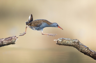 <i class='fa fa-user'></i>&nbsp;Ton D�pp&nbsp;|   Waterral&nbsp; <i class='fa fa-eye'>&nbsp;1756</i> &nbsp;<i class='fa fa-thumbs-up'>&nbsp;65</i> &nbsp; <i class='fa fa-comment-o'>&nbsp;43</i>